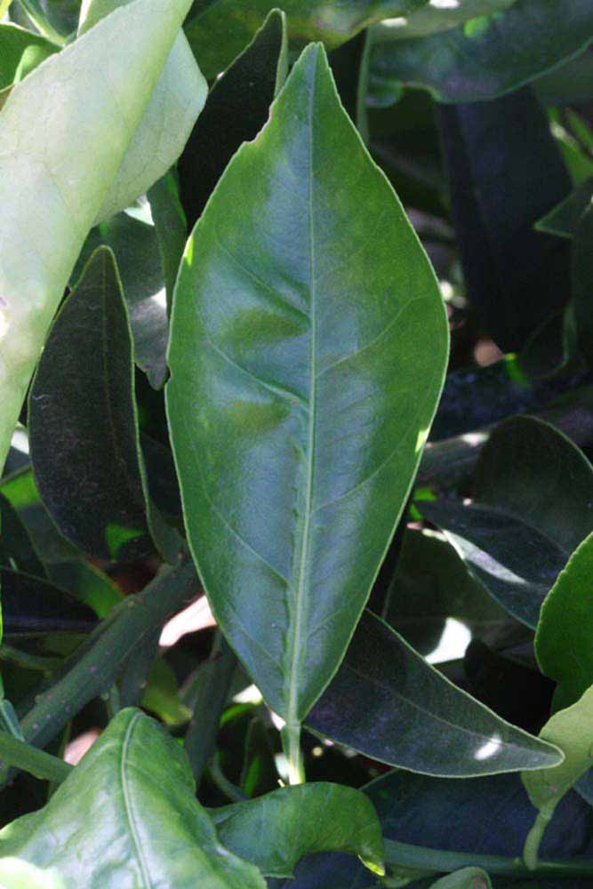              Unifoliolate leaf (Riverside, CA)       